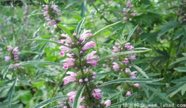 <a href='http://www.wuzhouwash.com/yaocaizhongzi/2370.html' target='_blank'>益母草</a><a href='http://www.wuzhouwash.com/' target='_blank'>種子</a>
