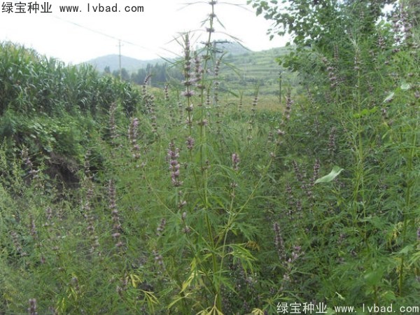 <a href='http://www.wuzhouwash.com/yaocaizhongzi/2370.html' target='_blank'>益母草種子</a>
