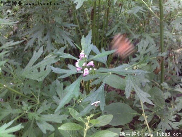 益母草<a href='http://www.wuzhouwash.com/' target='_blank'>種子</a>