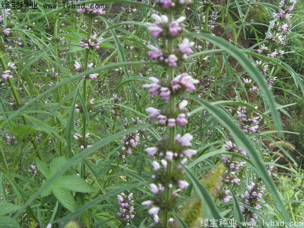 <a href='http://www.wuzhouwash.com/yaocaizhongzi/2370.html' target='_blank'>益母草種子</a>