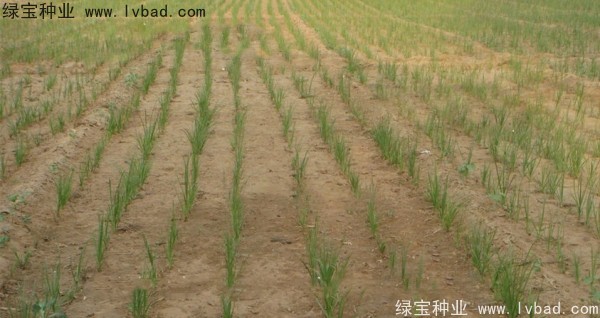 <a href='http://www.wuzhouwash.com/yaocaizhongzi/2371.html' target='_blank'>知母種子</a>