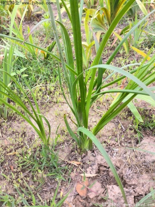 知母<a href='http://www.wuzhouwash.com/' target='_blank'>種子</a>