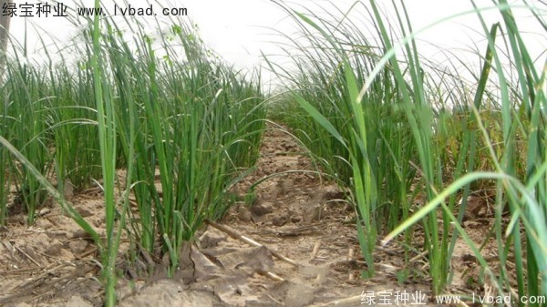 <a href='http://www.wuzhouwash.com/yaocaizhongzi/2371.html' target='_blank'>知母種子</a>