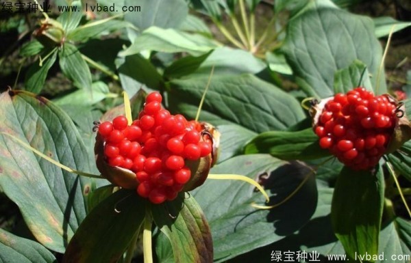 <a href='http://www.wuzhouwash.com/yaocaizhongzi/2373.html' target='_blank'>重樓種子</a>