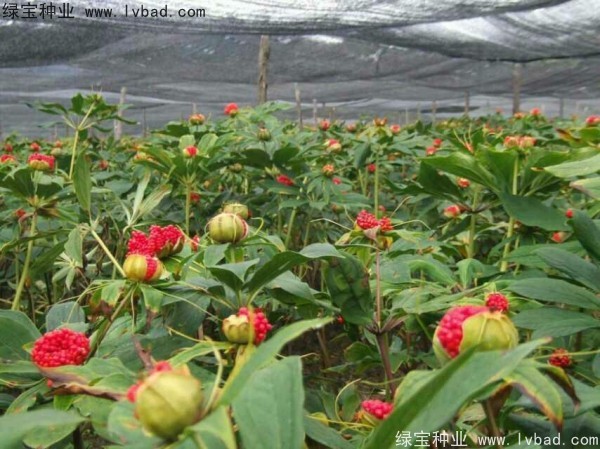 <a href='http://www.wuzhouwash.com/yaocaizhongzi/2373.html' target='_blank'>重樓種子</a>
