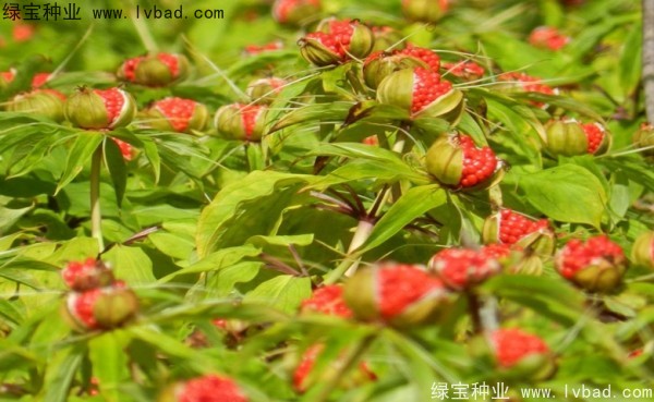 重樓<a href='http://www.wuzhouwash.com/' target='_blank'>種子</a>