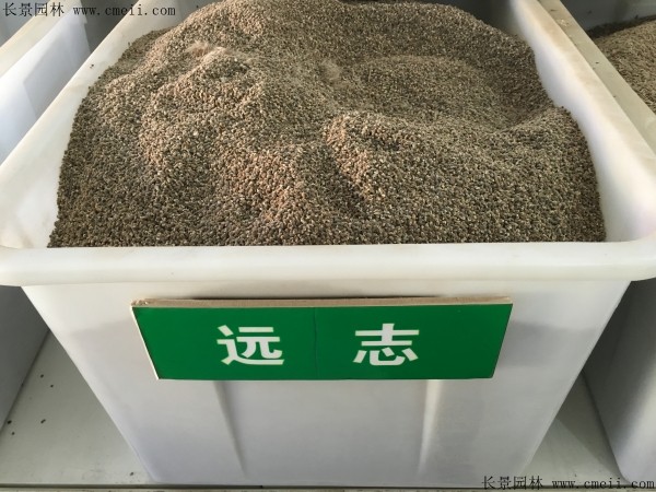 遠志<a href='http://www.wuzhouwash.com/' target='_blank'>種子</a>圖片