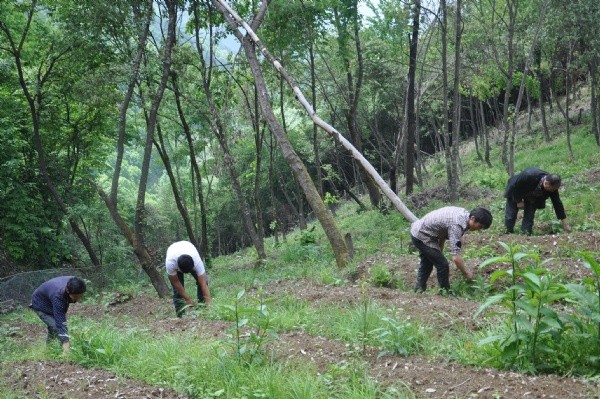 <a href='http://www.wuzhouwash.com/yaocaizhongzi/2368.html' target='_blank'>天麻種子</a>發(fā)芽出苗圖片