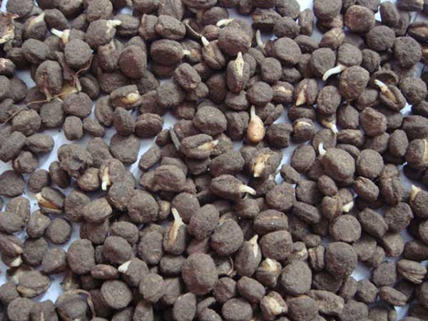 <a href='http://www.wuzhouwash.com/yaocaizhongzi/2364.html' target='_blank'>人參種子</a>發(fā)芽出苗圖片