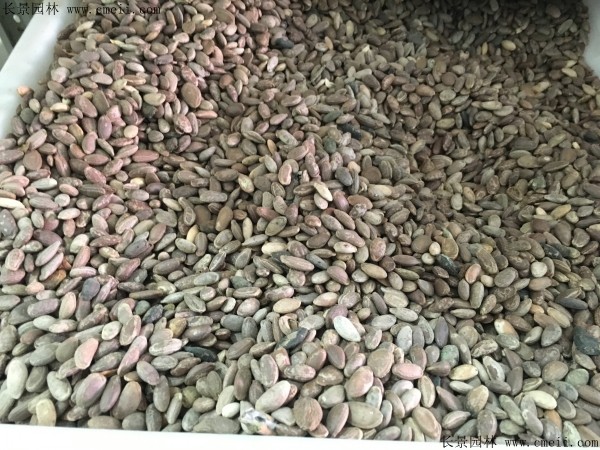 <a href='http://www.wuzhouwash.com/yaocaizhongzi/2352.html' target='_blank'>瓜蔞種子</a>圖片