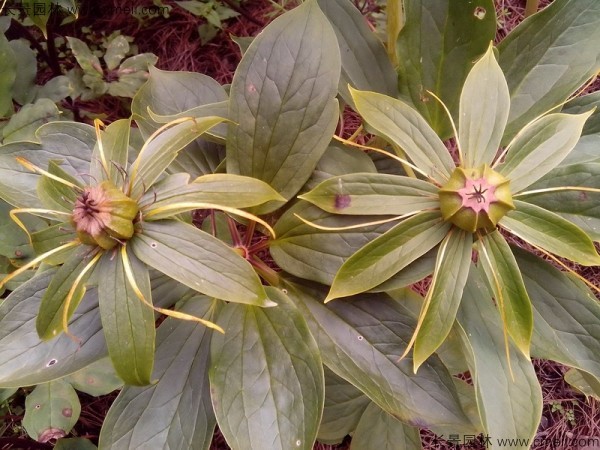獨(dú)角蓮<a href='http://www.wuzhouwash.com/' target='_blank'>種子</a>發(fā)芽出苗圖片