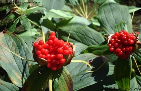 <a href='http://www.wuzhouwash.com/yaocaizhongzi/2348.html' target='_blank'>獨(dú)角蓮種子</a>發(fā)芽出苗圖片