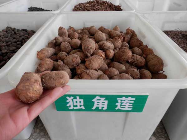 <a href='http://www.wuzhouwash.com/yaocaizhongzi/2348.html' target='_blank'>獨(dú)角蓮</a>種球種根圖片