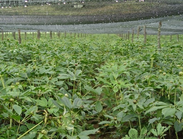 獨(dú)角蓮<a href='http://www.wuzhouwash.com/' target='_blank'>種子</a>發(fā)芽出苗圖片