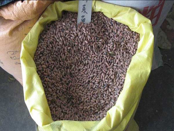 <a href='http://www.wuzhouwash.com/yaocaizhongzi/2328.html' target='_blank'>山茱萸</a><a href='http://www.wuzhouwash.com/' target='_blank'>種子</a>圖片