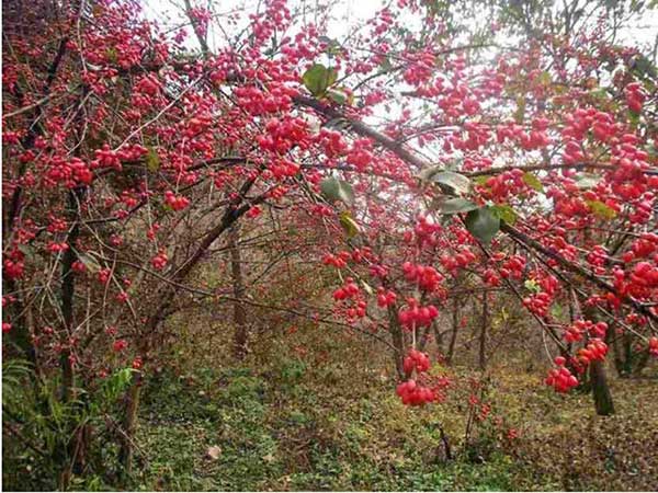 山茱萸<a href='http://www.wuzhouwash.com/' target='_blank'>種子</a>圖片