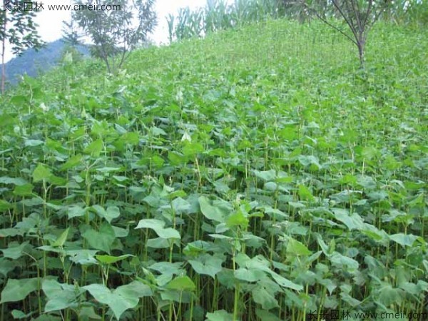 <a href='http://www.wuzhouwash.com/yaocaizhongzi/2311.html' target='_blank'>蕎麥</a><a href='http://www.wuzhouwash.com/' target='_blank'>種子</a>發(fā)芽出苗圖片