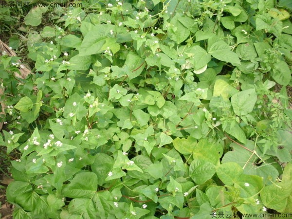 <a href='http://www.wuzhouwash.com/yaocaizhongzi/2311.html' target='_blank'>蕎麥種子</a>發(fā)芽出苗圖片