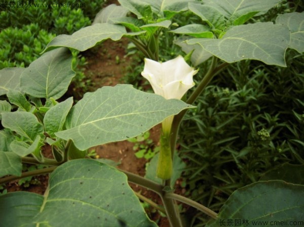 曼陀羅<a href='http://www.wuzhouwash.com/' target='_blank'>種子</a>發(fā)芽出苗開花圖片