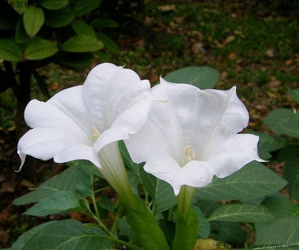 <a href='http://www.wuzhouwash.com/yaocaizhongzi/2309.html' target='_blank'>曼陀羅種子</a>發(fā)芽出苗開花圖片