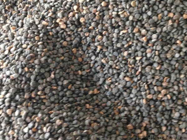 <a href='http://www.wuzhouwash.com/yaocaizhongzi/2309.html' target='_blank'>曼陀羅種子</a>圖片