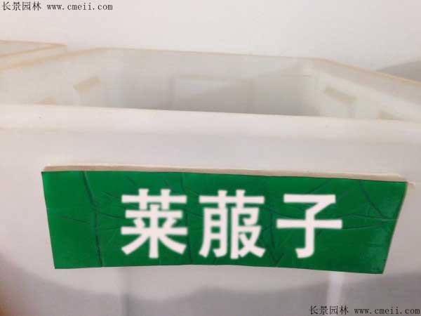 <a href='http://www.wuzhouwash.com/yaocaizhongzi/2296.html' target='_blank'>萊菔子</a>圖片
