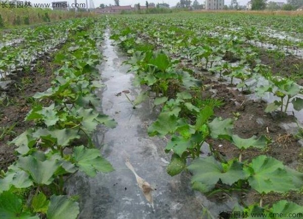 補腎菜<a href='http://www.wuzhouwash.com/' target='_blank'>種子</a>發(fā)芽出苗圖片