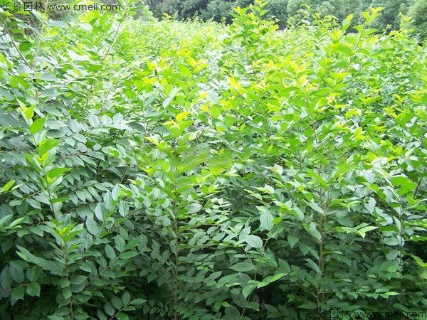 沙樸<a href='http://www.wuzhouwash.com/' target='_blank'>種子</a>發(fā)芽出苗圖片