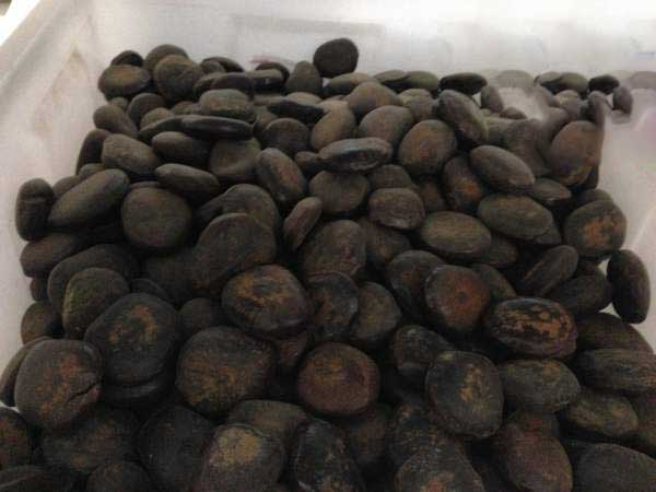 <a href='http://www.wuzhouwash.com/linmuzhongzi/2267.html' target='_blank'>平安豆種子</a>圖片