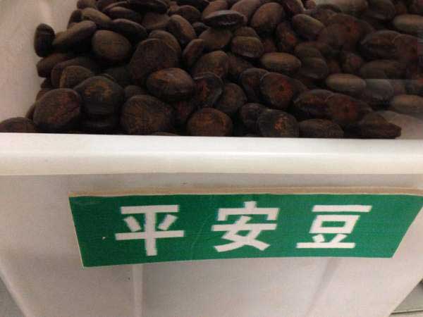 <a href='http://www.wuzhouwash.com/linmuzhongzi/2267.html' target='_blank'>平安豆種子</a>圖片