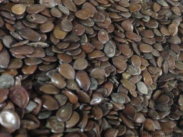 <a href='http://www.wuzhouwash.com/linmuzhongzi/2253.html' target='_blank'>銀合歡種子</a>圖片