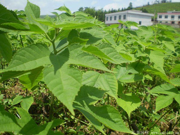 構(gòu)樹<a href='http://www.wuzhouwash.com/' target='_blank'>種子</a>發(fā)芽出苗圖片