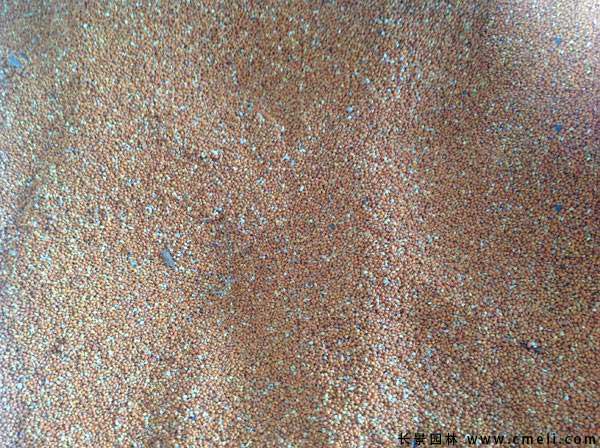 <a href='http://www.wuzhouwash.com/linmuzhongzi/2236.html' target='_blank'>楮實(shí)子</a>圖片