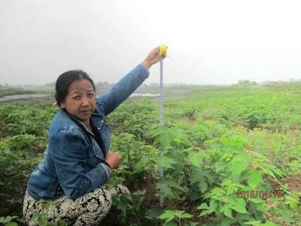 <a href='http://www.wuzhouwash.com/linmuzhongzi/1714.html' target='_blank'>構(gòu)樹種子</a>發(fā)芽出苗圖片