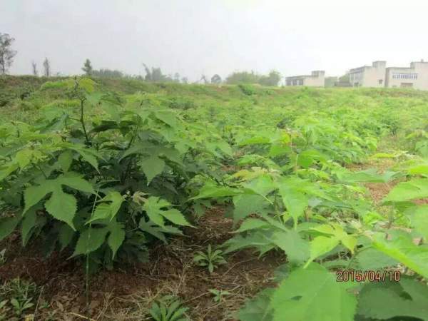 <a href='http://www.wuzhouwash.com/linmuzhongzi/1714.html' target='_blank'>構(gòu)樹種子</a>發(fā)芽出苗圖片