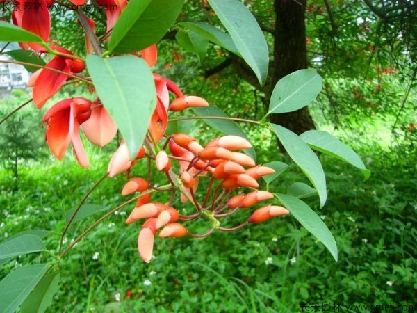 <a href='http://www.wuzhouwash.com/linmuzhongzi/2202.html' target='_blank'>雞冠刺桐種子</a>發(fā)芽出苗開花圖片