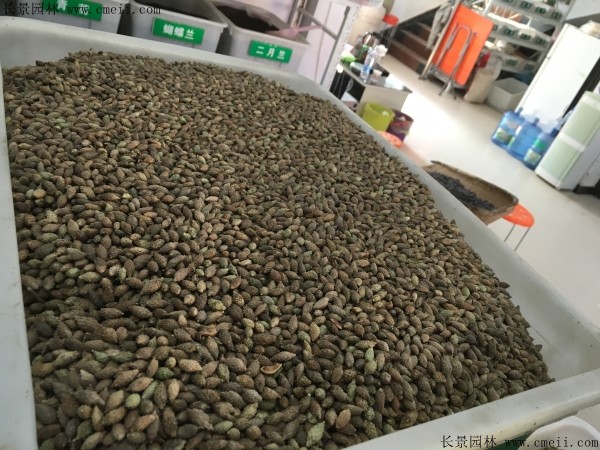 <a href='http://www.wuzhouwash.com/linmuzhongzi/2202.html' target='_blank'>雞冠刺桐種子</a>圖片
