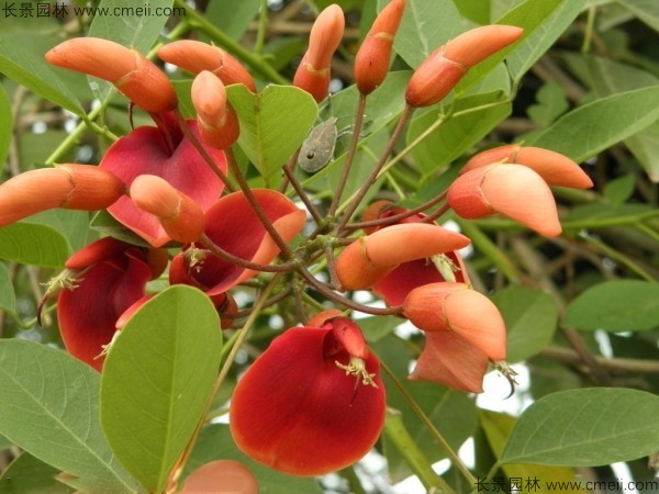 雞冠<a href='http://www.wuzhouwash.com/linmuzhongzi/2227.html' target='_blank'>刺桐種子</a>發(fā)芽出苗開花圖片