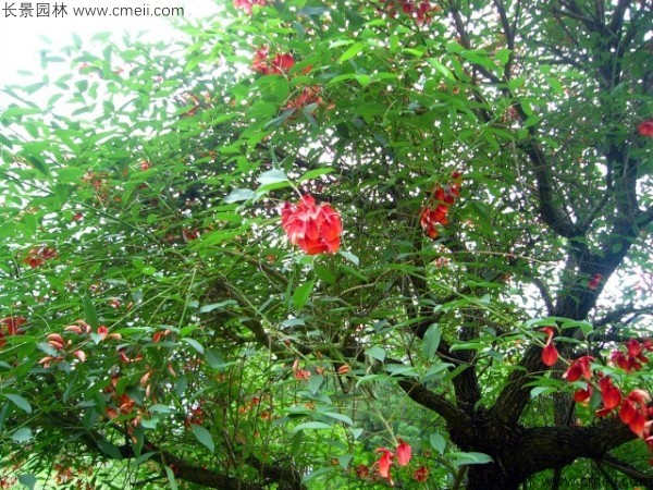 <a href='http://www.wuzhouwash.com/linmuzhongzi/2202.html' target='_blank'>雞冠刺桐種子</a>發(fā)芽出苗開花圖片