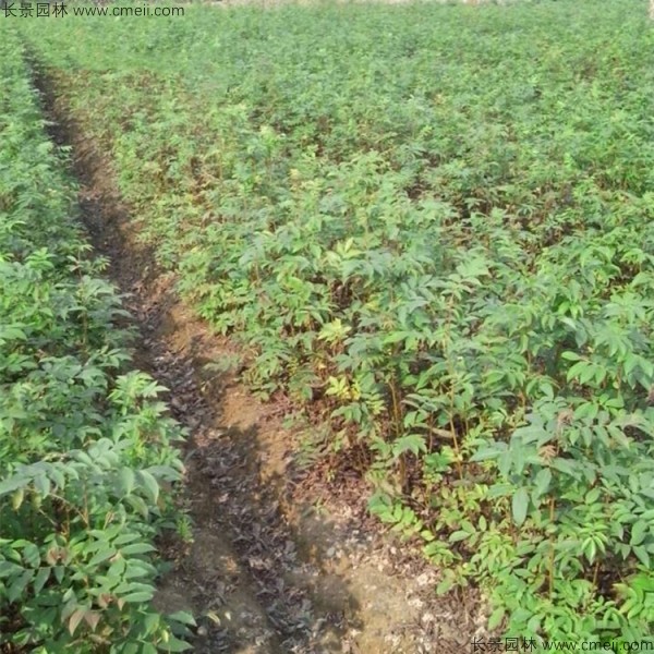 金錢柳<a href='http://www.wuzhouwash.com/' target='_blank'>種子</a>發(fā)芽出苗圖片