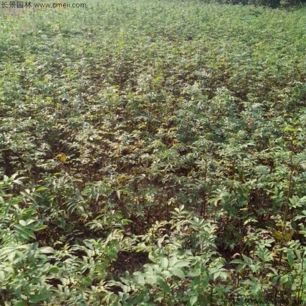 金錢柳<a href='http://www.wuzhouwash.com/' target='_blank'>種子</a>發(fā)芽出苗圖片