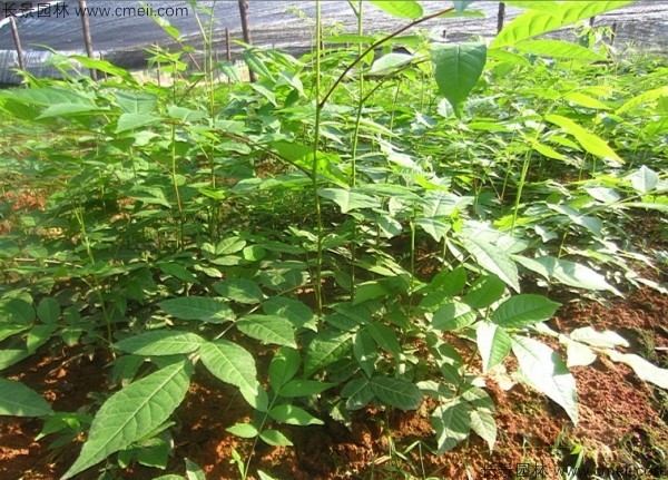 <a href='http://www.wuzhouwash.com/linmuzhongzi/2201.html' target='_blank'>金錢柳種子</a>發(fā)芽出苗圖片