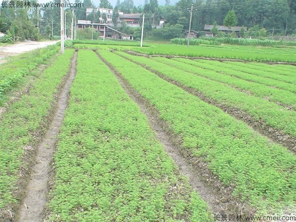 <a href='http://www.wuzhouwash.com/linmuzhongzi/1823.html' target='_blank'>池杉</a><a href='http://www.wuzhouwash.com/' target='_blank'>種子</a>發(fā)芽出苗圖片