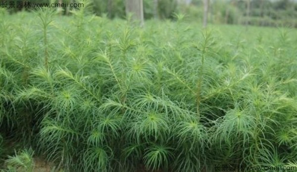 <a href='http://www.wuzhouwash.com/linmuzhongzi/1823.html' target='_blank'>池杉種子</a>發(fā)芽出苗圖片