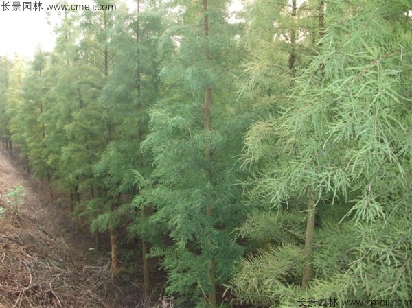 <a href='http://www.wuzhouwash.com/linmuzhongzi/1823.html' target='_blank'>池杉</a>種子發(fā)芽出苗圖片