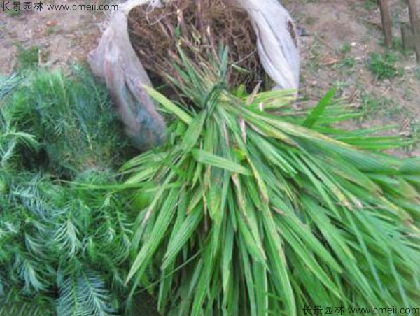 棕樹(shù)<a href='http://www.wuzhouwash.com/' target='_blank'>種子</a>發(fā)芽出苗圖片