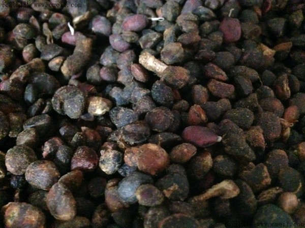 <a href='http://www.wuzhouwash.com/linmuzhongzi/1791.html' target='_blank'>紅花玉蘭種子</a>圖片