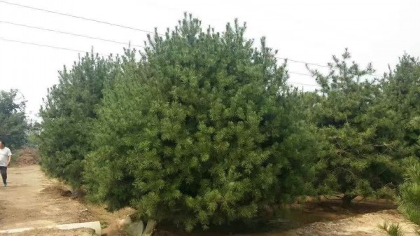 白皮<a href='http://www.wuzhouwash.com/songbailei/3476.html' target='_blank'>松樹</a>苗圖片