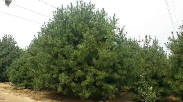 <a href='http://www.wuzhouwash.com/linmuzhongzi/1789.html' target='_blank'>白皮松</a>樹苗圖片