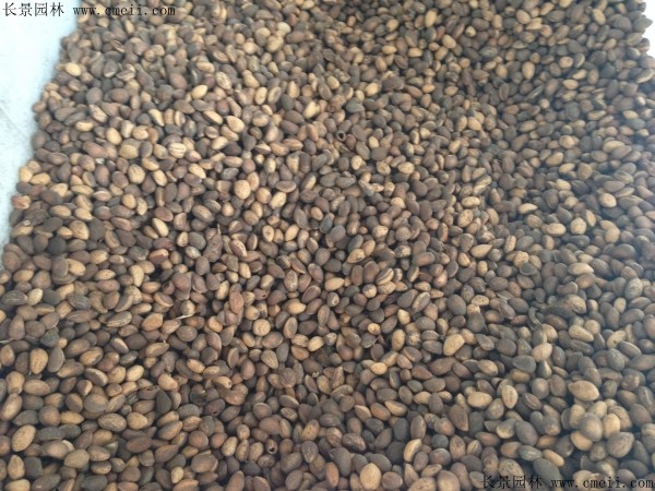 <a href='http://www.wuzhouwash.com/linmuzhongzi/1789.html' target='_blank'>白皮松種子</a>圖片